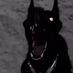 H3LLHOUND