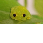 The smoll froggies