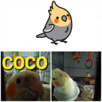 Swoops coconuts