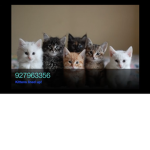 CAT incorporated