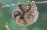 Monkeys fan groups Gang and sloth Gang fan