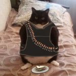 CAT GANG!1!1!