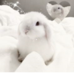 귀여운 딸기