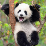 ~Pearly Pandas~