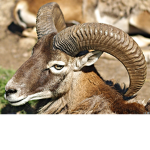 The #Mountian Goat Squad