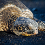 Save The Turtles!!! <3