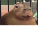 Capybara Supremacy