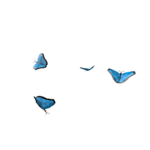 ~ Blue Butterfly ~