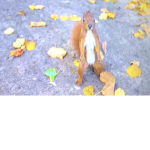 Friend cat :P