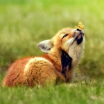 Save a fox community