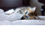 Cats fans group