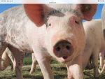Pig Is Always Good