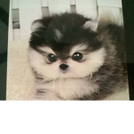 The cute puppy adoption place