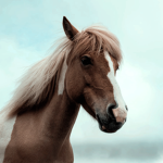 - Beach Side Stables -