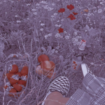Iced_cherries