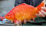 obese goldfish fan club