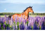 #horseTeam