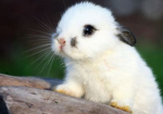 Bunny Wunny group