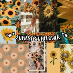 *+ sunest sunflower +*