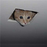 Lolcattians