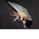 moth kin