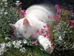 Cat's Garden <3