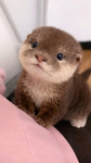 ottersss
