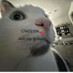 Dh cats (Friends only)