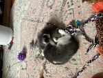 99 nights with kittens