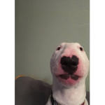NBA’S fan group