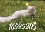 Catwish clothes!