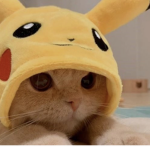Gatosfinoss