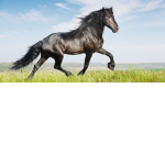 The Horse Friends