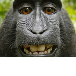 Monkeys=0