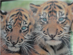 The Wild Cats