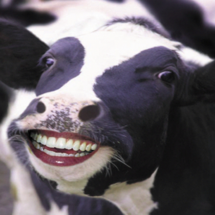 funny cow face Roblox decal