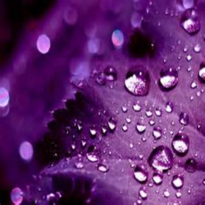 purple leaves with water drops Roblox decal