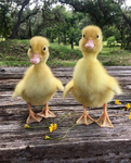 Rubber duckys!