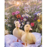 SAVE ALL DUCKS!!