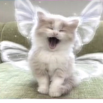 realax like cats
