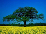 Treeism (trees are life)