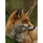 THA FOX CLUBxX