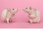 dancing rats :3
