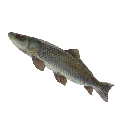 BIGGEST FISH (SUPER BIG) thumbnail