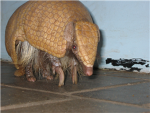 killer armadillo army