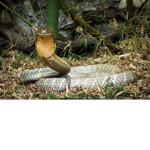 Snake squadd!!