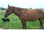 Horses and Dog Lovers!