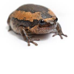 The amazing frog gang