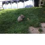 Bunny cIub