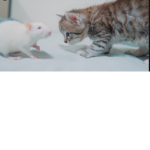 Cats AND Rats United!